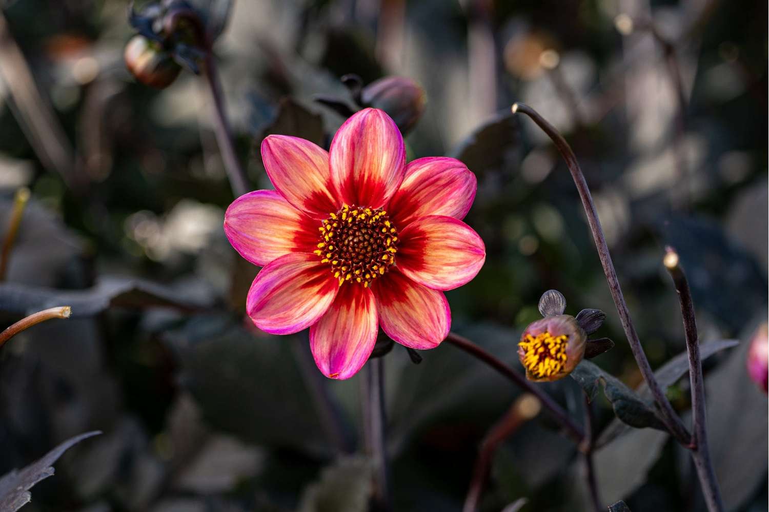 Dahlia 'Dahlegria Tricolore'